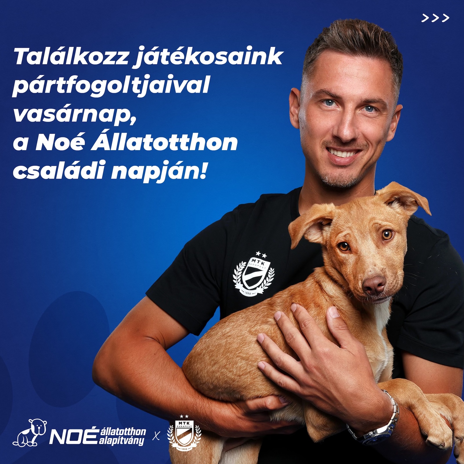 Vasárnap kutyákat lehet örökbe fogadni a Noé állatotthonban